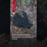 Homem sai para encontro e é surpreendido por assaltantes; vítima foi feita refém e teve caminhonete roubada Homem sai para encontro e é surpreendido por assaltantes; vítima foi feita refém e teve caminhonete roubada