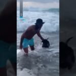 Cachorro ‘desafia’ tubarões em Fernando de Noronha Cachorro ‘desafia’ tubarões em Fernando de Noronha