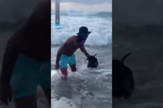 Cachorro ‘desafia’ tubarões em Fernando de Noronha Cachorro ‘desafia’ tubarões em Fernando de Noronha
