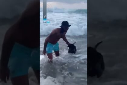 Cachorro ‘desafia’ tubarões em Fernando de Noronha Cachorro ‘desafia’ tubarões em Fernando de Noronha