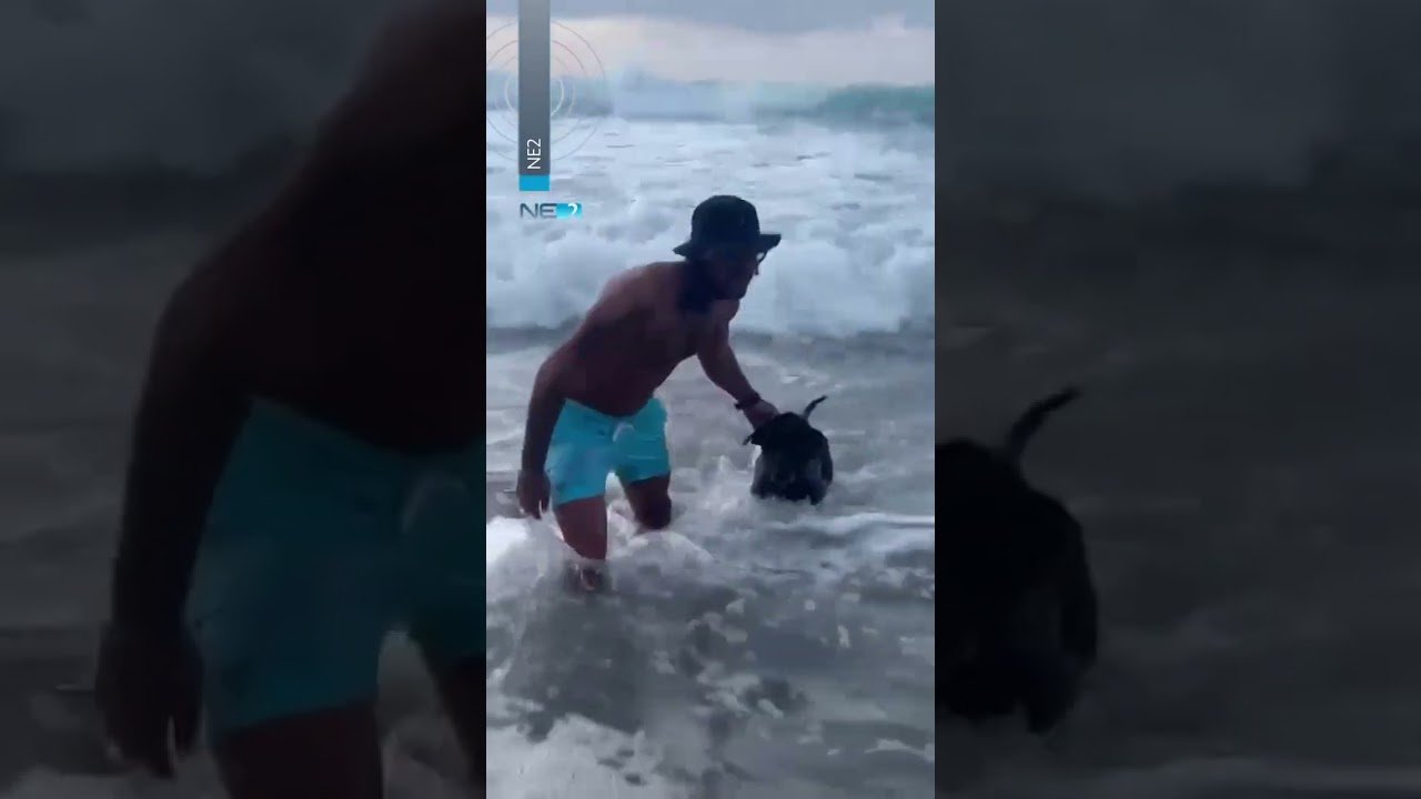 Cachorro ‘desafia’ tubarões em Fernando de Noronha Cachorro ‘desafia’ tubarões em Fernando de Noronha