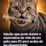 Injeção que pode dobrar a expectativa de vida de um gato para 30 anos acaba de ser desenvolvida