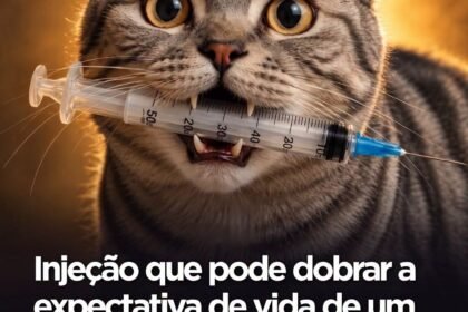 Injeção que pode dobrar a expectativa de vida de um gato para 30 anos acaba de ser desenvolvida Injeção que pode dobrar a expectativa de vida de um gato para 30 anos acaba de ser desenvolvida