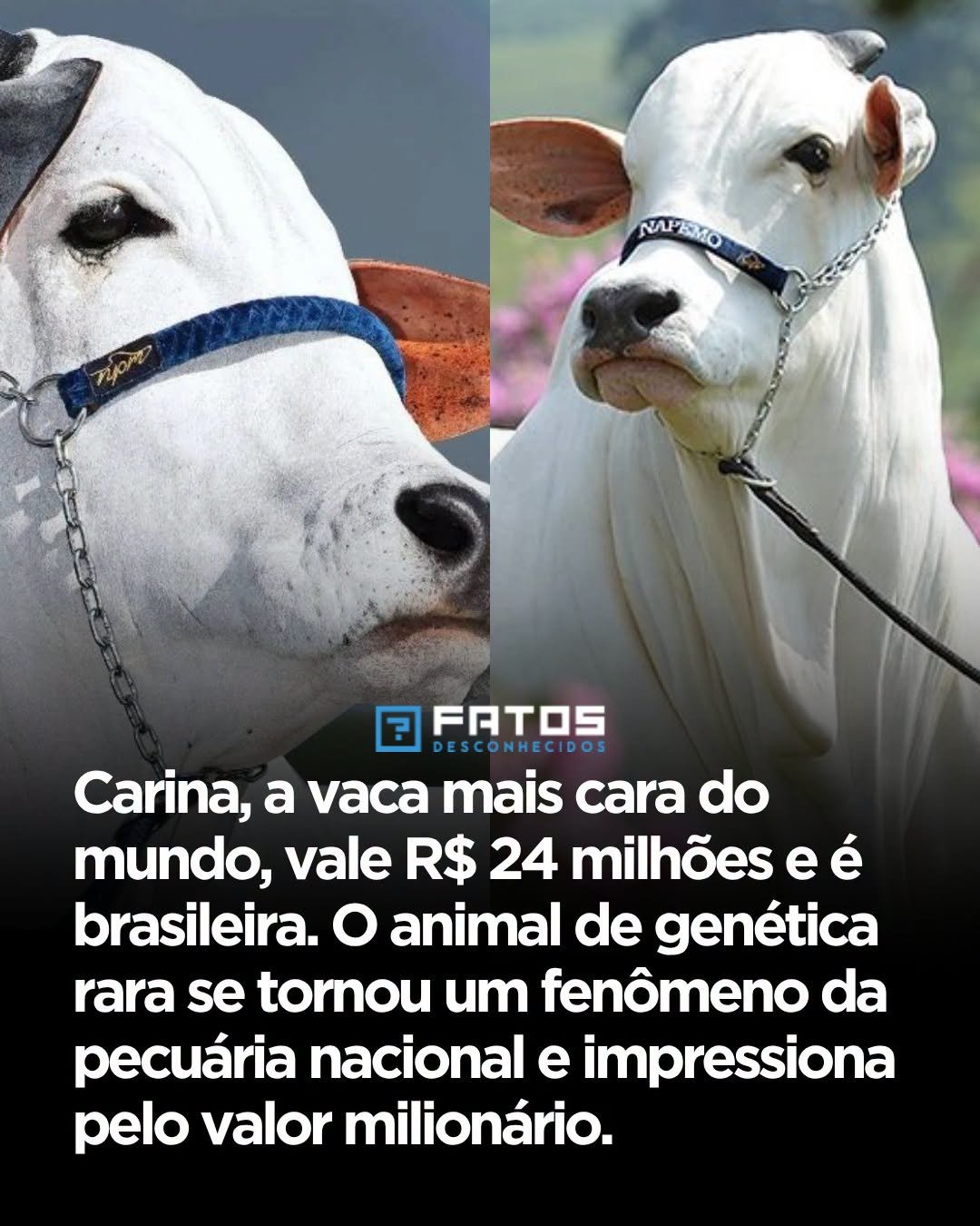 Carina, a vaca mais cara do mundo, vale R$ 24 milhões e é brasileira. O animal de genética rara se tornou um fenômeno da pecuária nacional e impressiona pelo valor milionário.