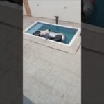 Motorista cai com carro dentro de piscina, ainda bem que ele conseguiu sair do veículo.