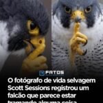 O fotógrafo de vida selvagem Scott Sessions registrou um falcão que parece estar tramando alguma coisa