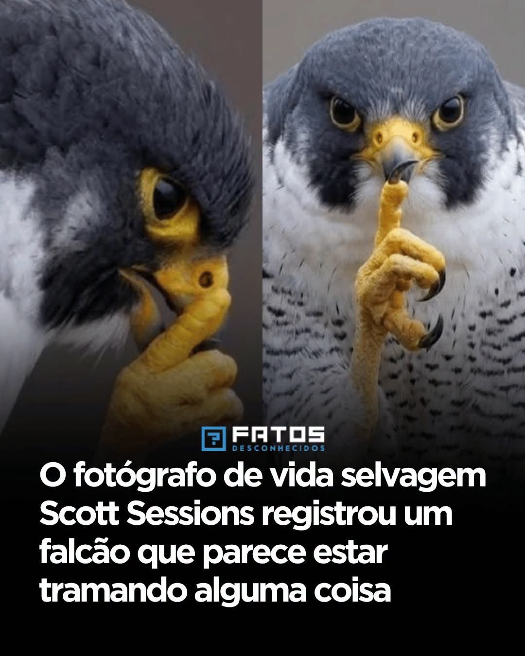 O fotógrafo de vida selvagem Scott Sessions registrou um falcão que parece estar tramando alguma coisa O fotógrafo de vida selvagem Scott Sessions registrou um falcão que parece estar tramando alguma coisa