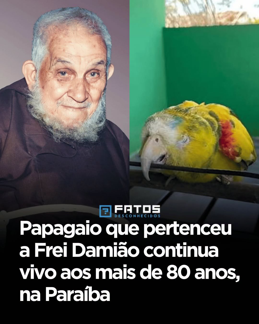 Papagaio que pertenceu a Frei Damião continua vivo aos mais de 80 anos, na Paraíba Papagaio que pertenceu a Frei Damião continua vivo aos mais de 80 anos, na Paraíba