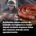 Bombeiros salvam porcos de incêndio na Inglaterra e meses depois recebem linguiças feitas dos mesmos animais como agradecimento Bombeiros salvam porcos de incêndio na Inglaterra e meses depois recebem linguiças feitas dos mesmos animais como agradecimento